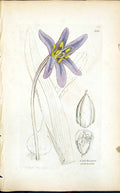 Antique Print Colchicum Autumnale Smith Sowerby 1847 British Plants Botany