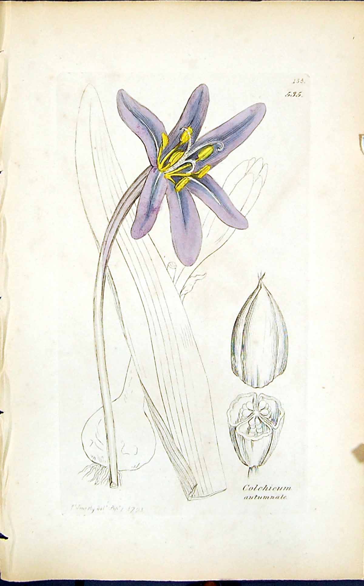 Antique Print Colchicum Autumnale Smith Sowerby 1847 British Plants Botany