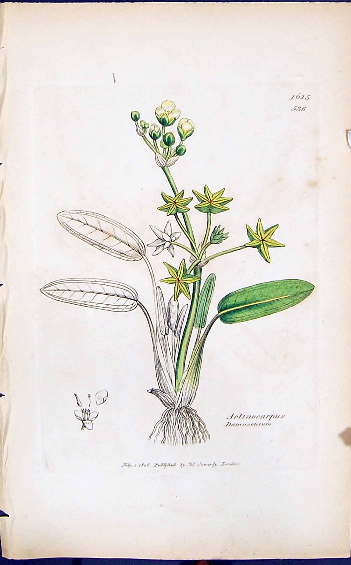 Old Actinocarpus Damasonium Smith Sowerby 1847 British Plants Botany Victorian