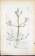 Old Print Alisma Plantago Colour Smith Sowerby 1847 British Plants Botany 19th
