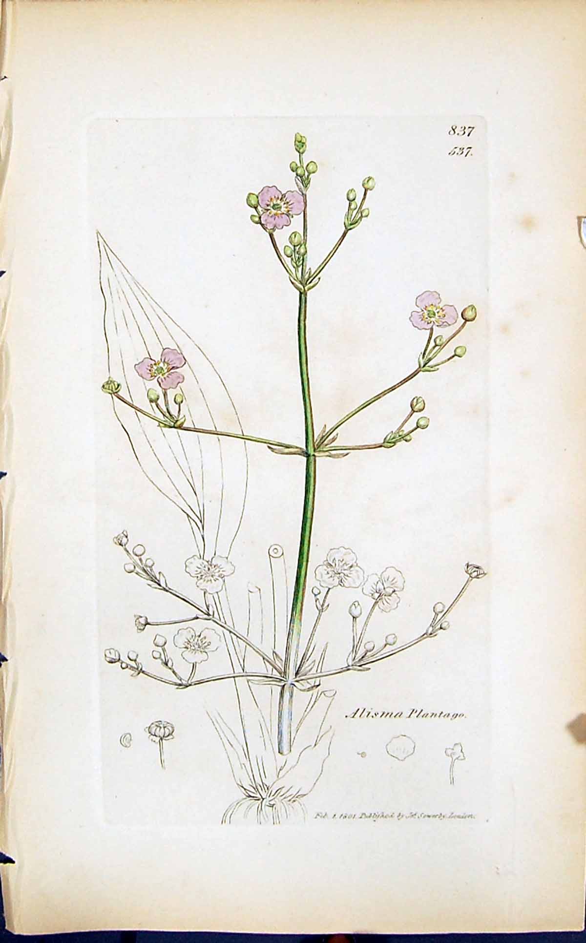 Old Print Alisma Plantago Colour Smith Sowerby 1847 British Plants Botany 19th