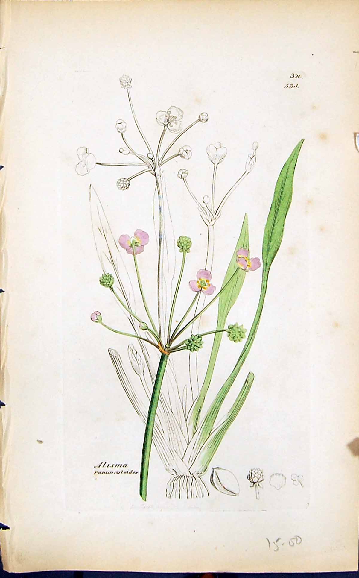 Old Print Alisma Ramunculoides Smith Sowerby 1847 British Plants Botany 19th