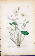 Antique Print Alisma Natans Colour Smith Sowerby 1847 British Plants Botany