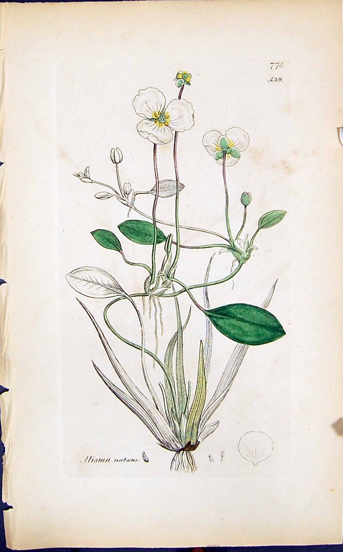 Antique Print Alisma Natans Colour Smith Sowerby 1847 British Plants Botany