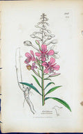 Old Epilobium Angustifolium Smith Sowerby 1847 British Plants Botany Victorian