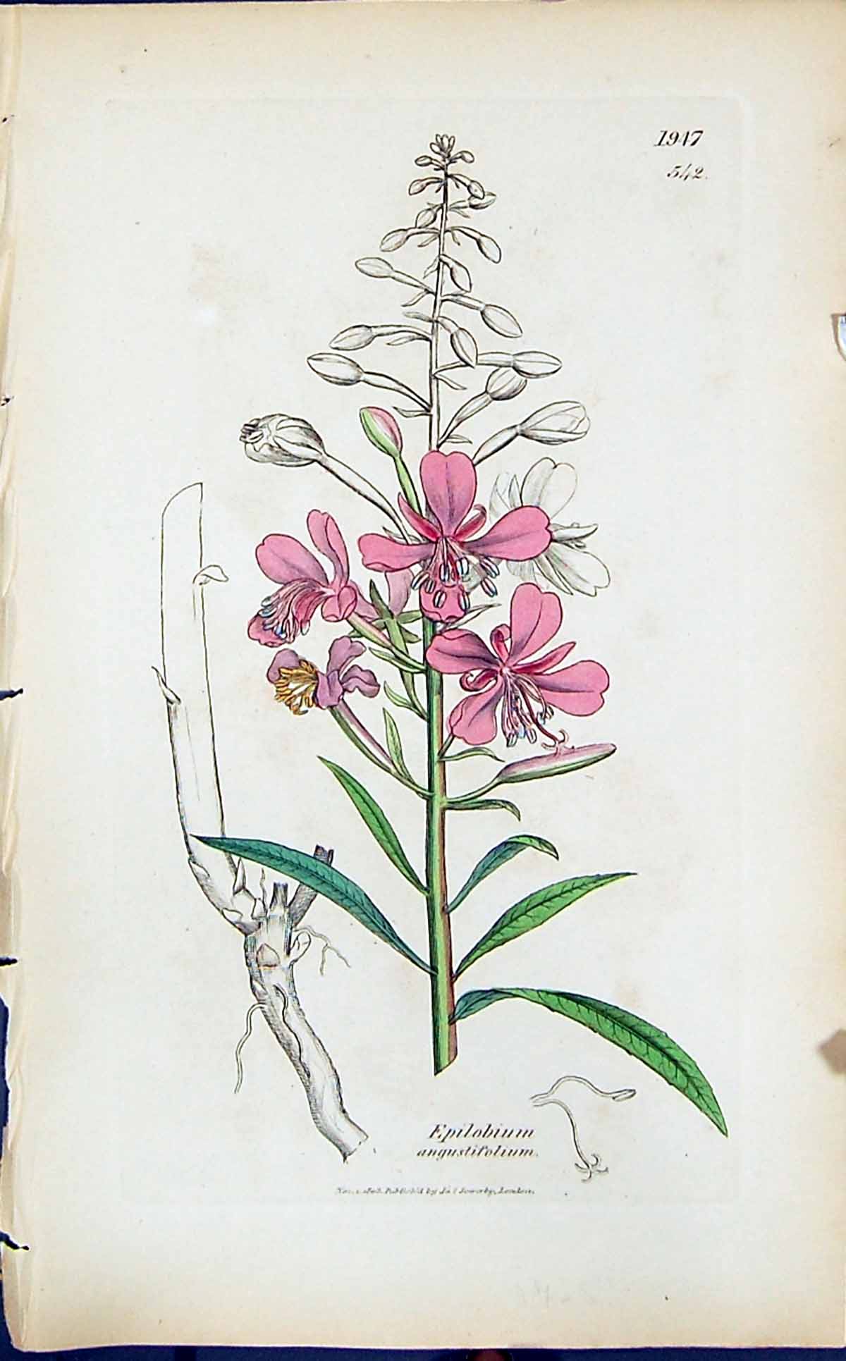 Old Epilobium Angustifolium Smith Sowerby 1847 British Plants Botany Victorian