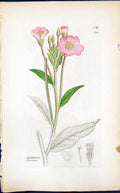 Antique Old Print Epilobium Hirsutum Smith Sowerby 1847 British Plants Botany