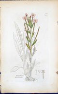 Antique Print Epilobium Parviforum Smith Sowerby 1847 British Plants Botany