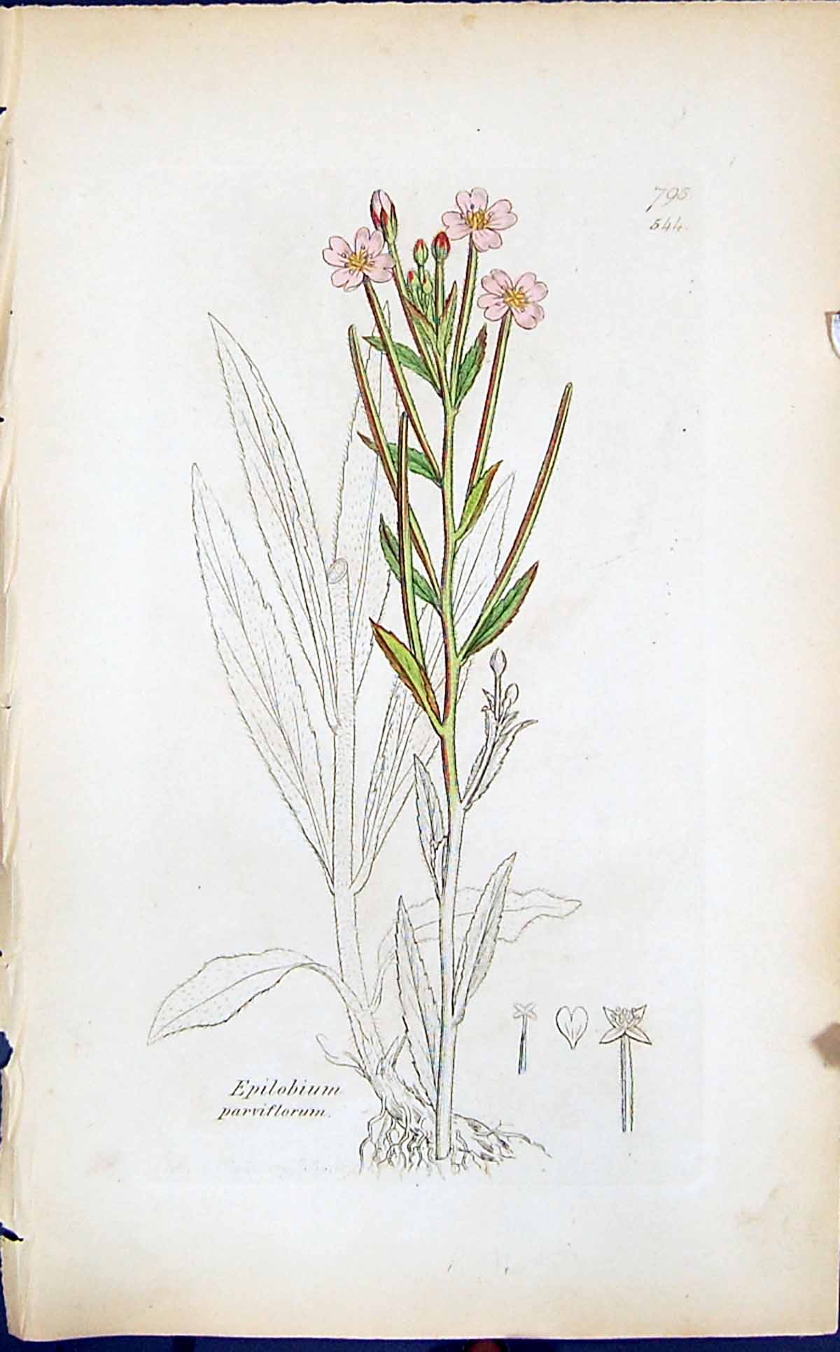 Antique Print Epilobium Parviforum Smith Sowerby 1847 British Plants Botany