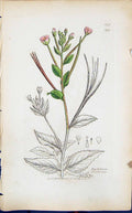 Antique Old Print Epilobium Montanum Smith Sowerby 1847 British Plants Botany