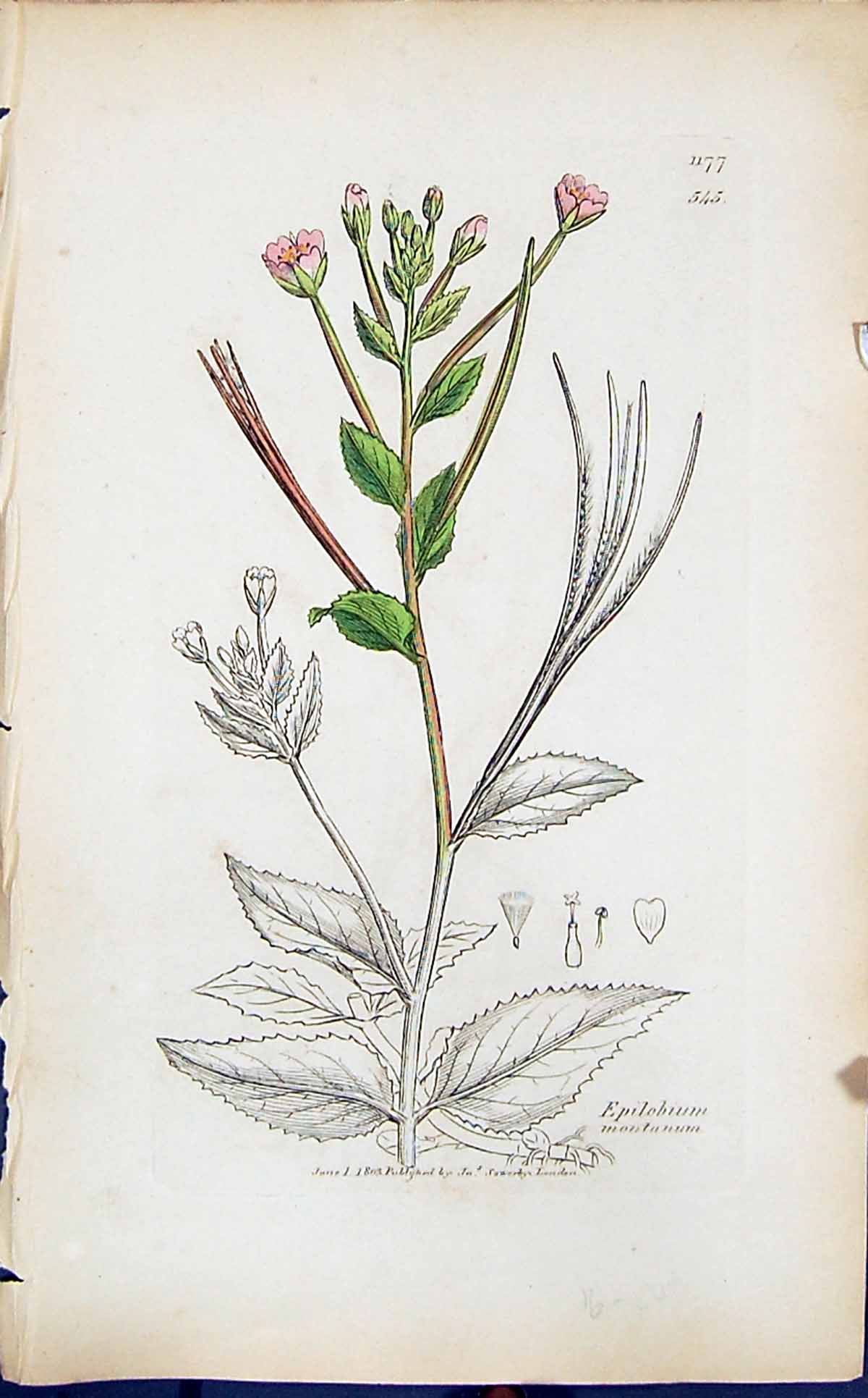 Antique Old Print Epilobium Montanum Smith Sowerby 1847 British Plants Botany
