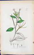 Antique Old Print Epilobium Roscum Smith Sowerby 1847 British Plants Botany