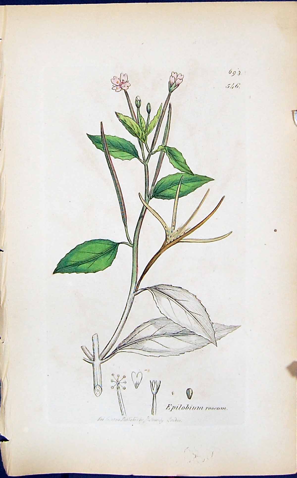 Antique Old Print Epilobium Roscum Smith Sowerby 1847 British Plants Botany