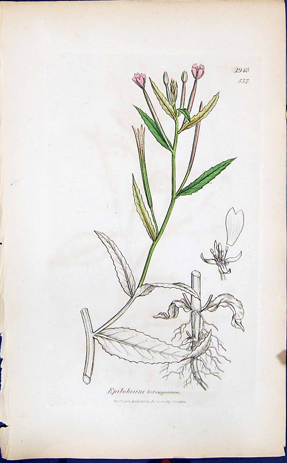 Antique Print Epilobium Tetragonum Smith Sowerby 1847 British Plants Botany