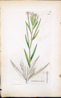 Antique Old Print Epilobium Palustre Smith Sowerby 1847 British Plants Botany