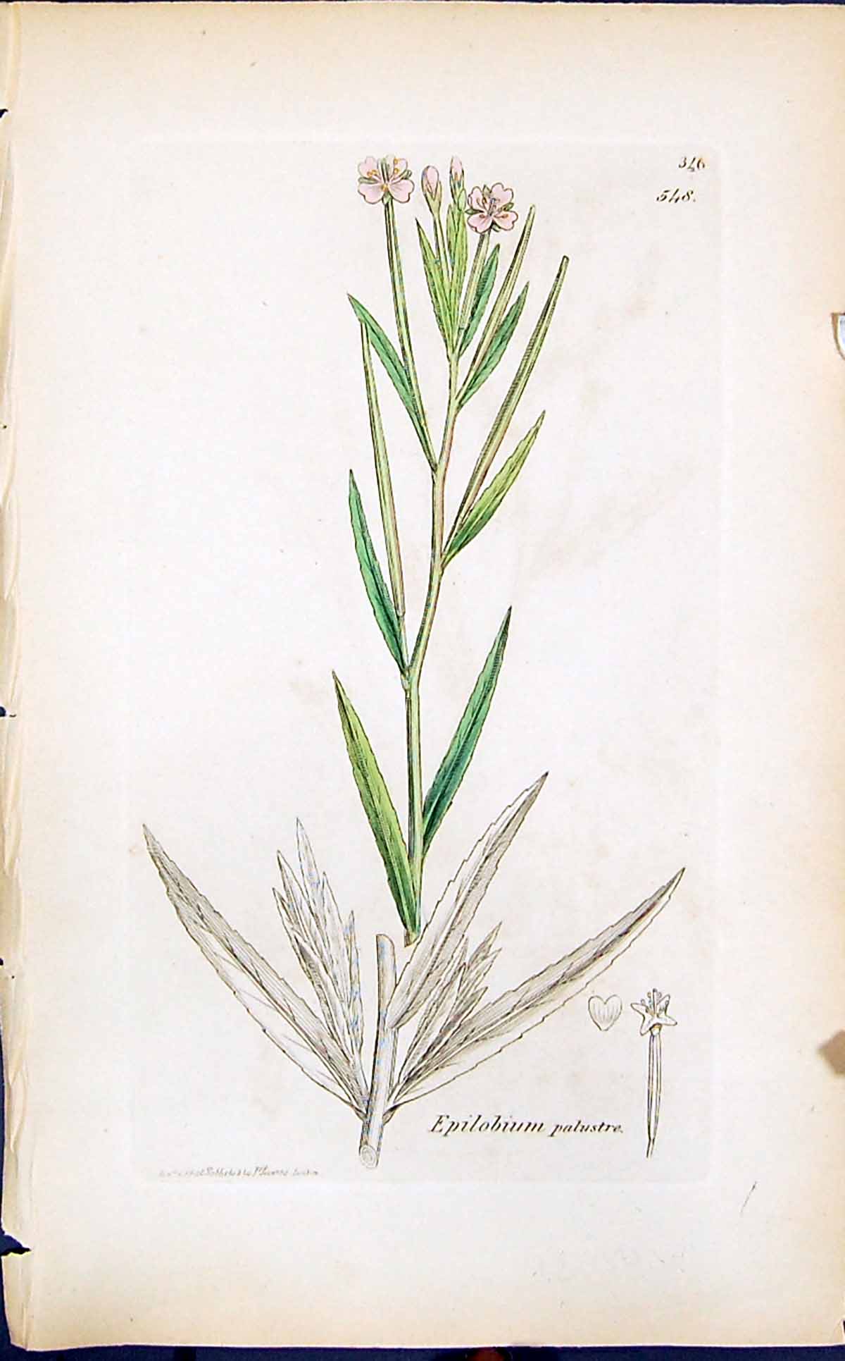 Antique Old Print Epilobium Palustre Smith Sowerby 1847 British Plants Botany