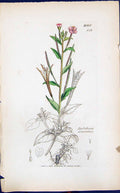 Old Print Epilobium Alsinifolium Smith Sowerby 1847 British Plants Botany 19th