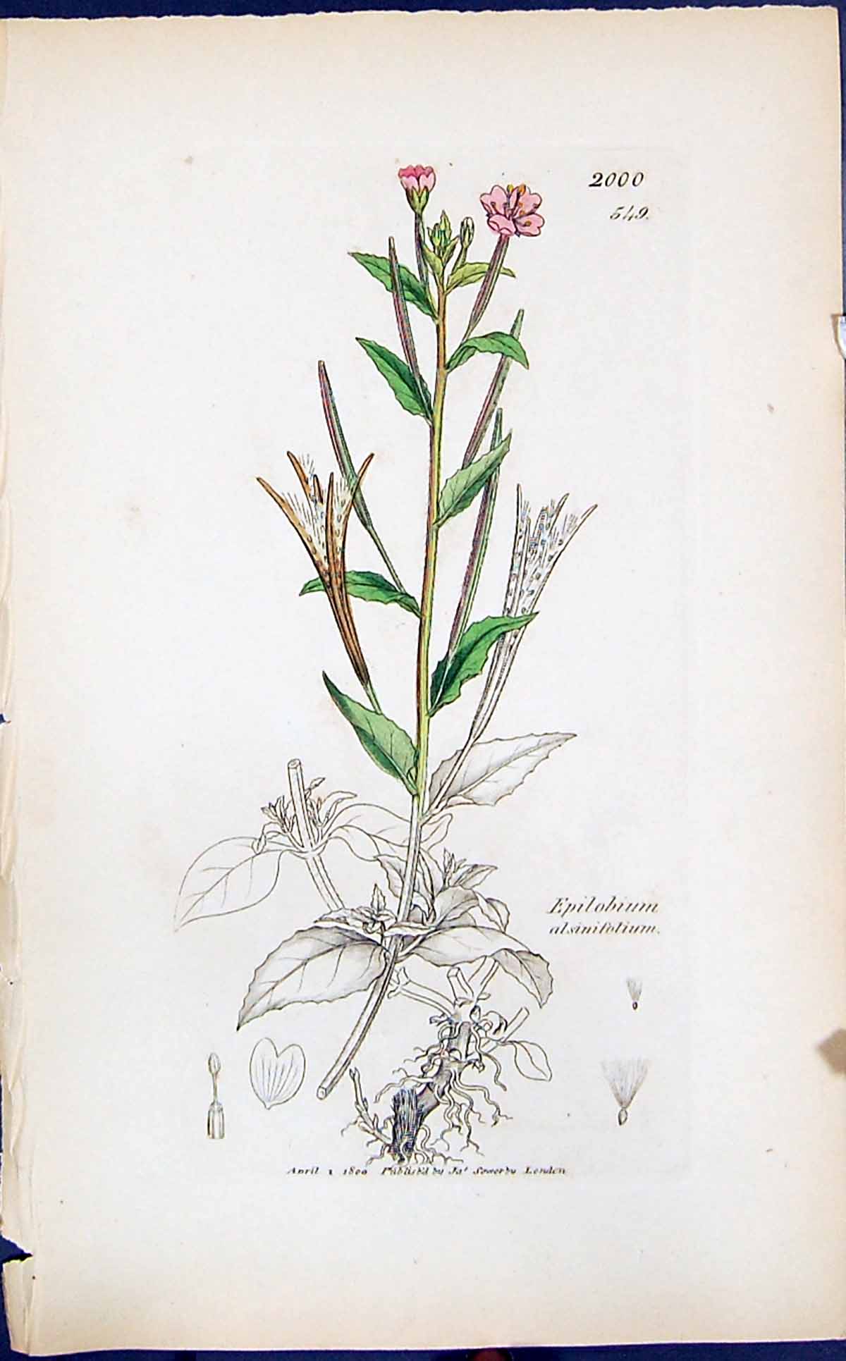Old Print Epilobium Alsinifolium Smith Sowerby 1847 British Plants Botany 19th