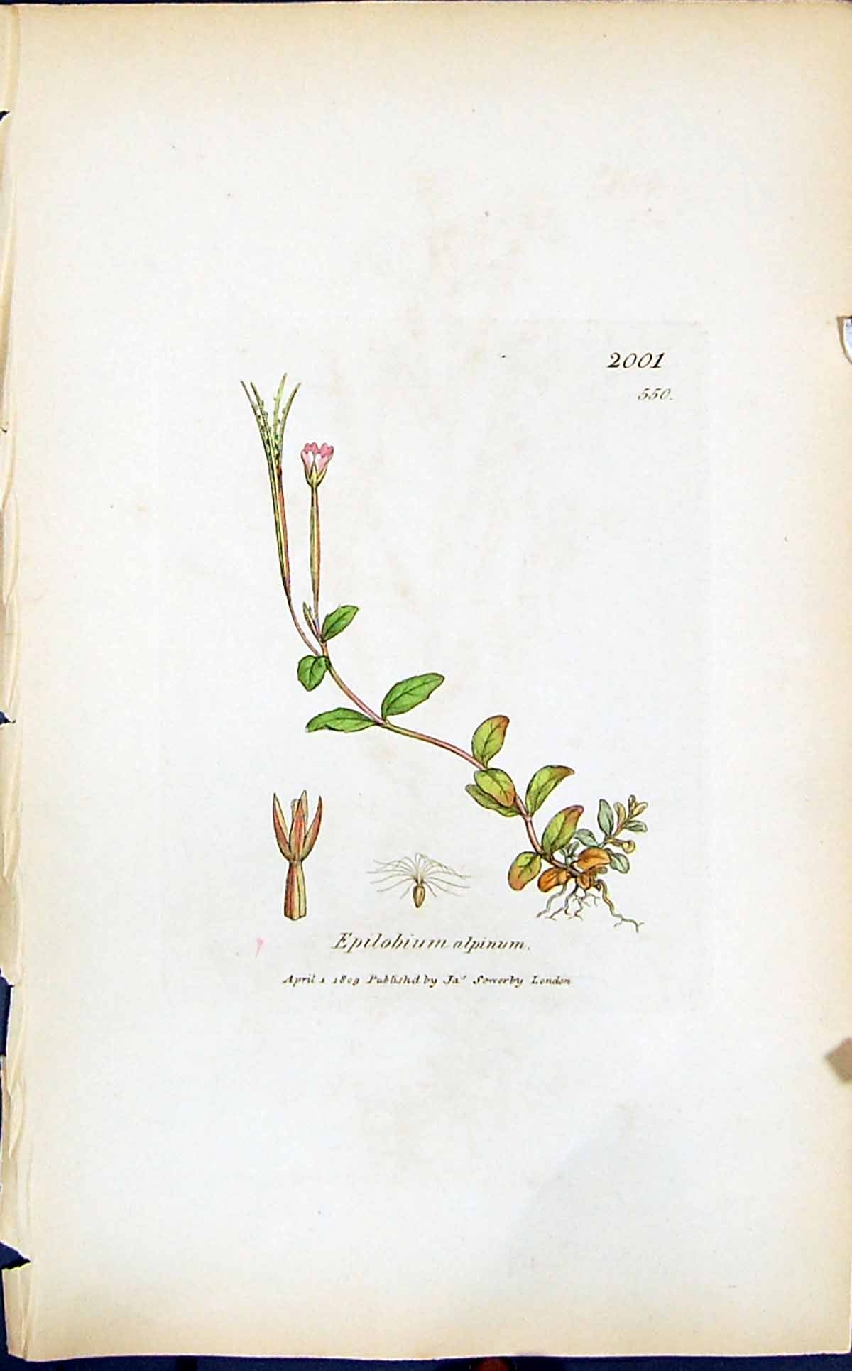 Antique Old Print Epilobium Alpinum Smith Sowerby 1847 British Plants Botany