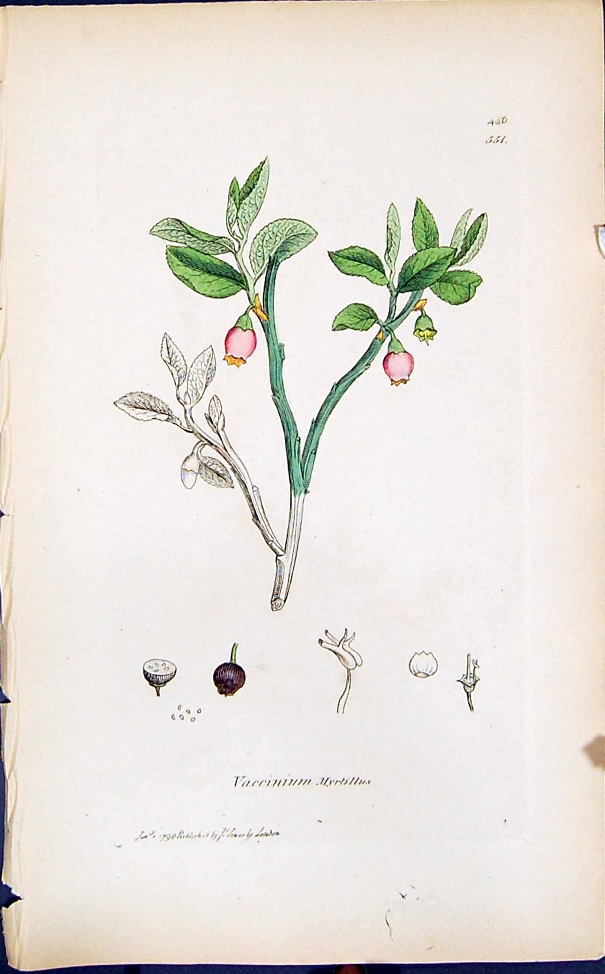 Antique Print Vaccinium Myrtillus Smith Sowerby 1847 British Plants Botany 19th