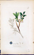 Antique Print Vaccinium Uliginosum Smith Sowerby 1847 British Plants Botany