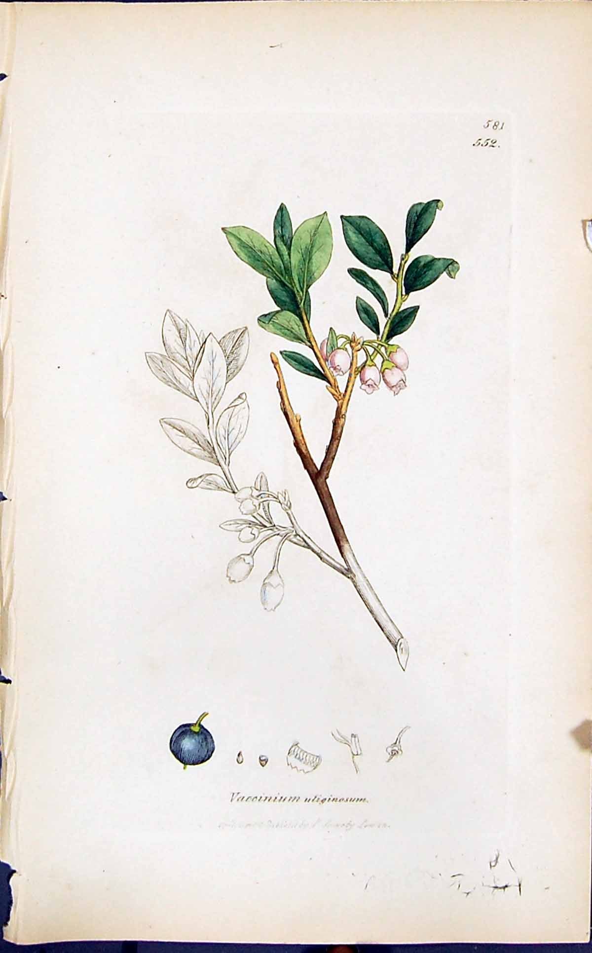 Antique Print Vaccinium Uliginosum Smith Sowerby 1847 British Plants Botany