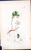 Old Print Vaccinium Vitis Idoea Smith Sowerby 1847 British Plants Botany 19th