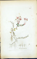 Antique Print Oxycoccoes Palustris Smith Sowerby 1847 British Plants Botany