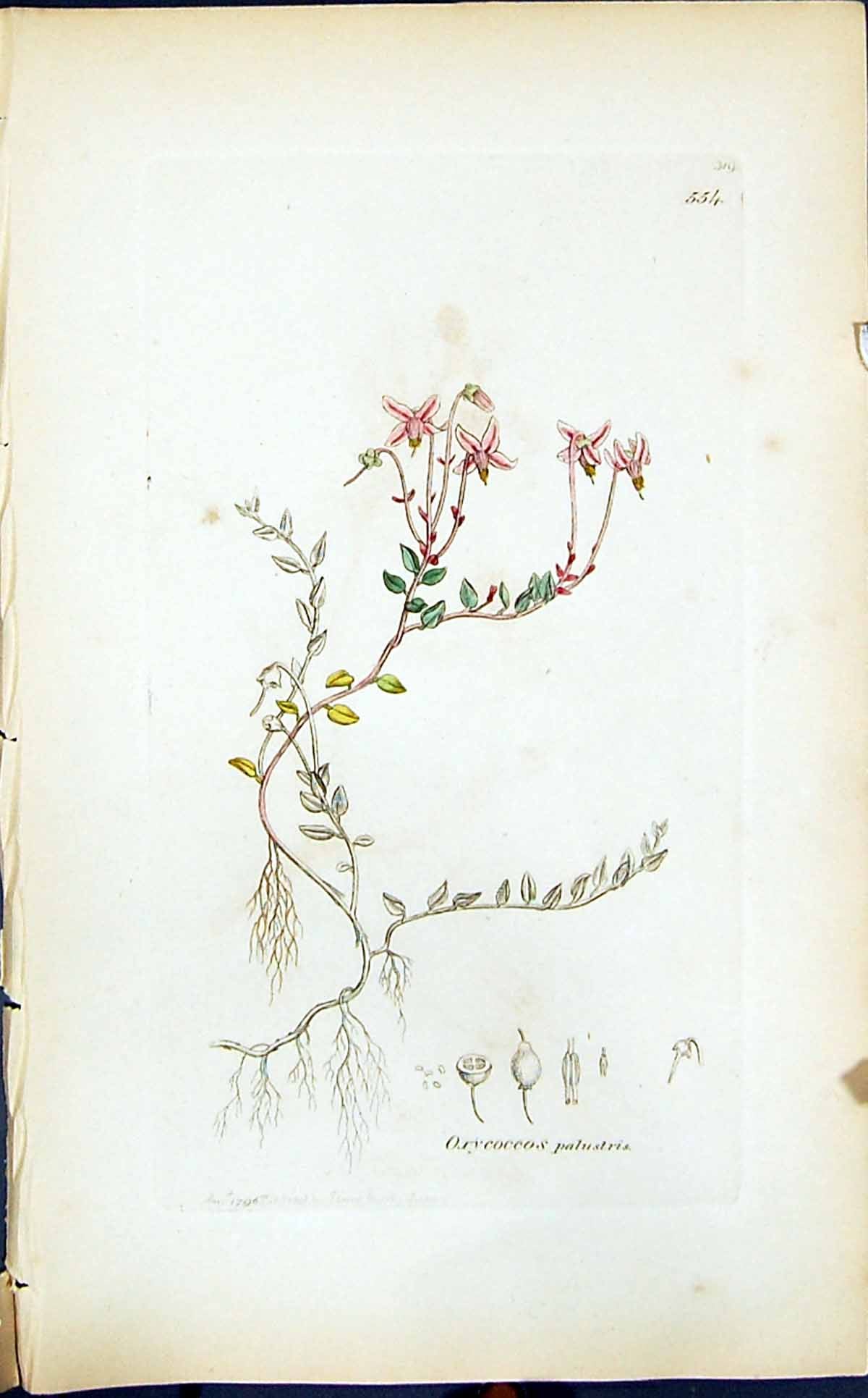 Antique Print Oxycoccoes Palustris Smith Sowerby 1847 British Plants Botany