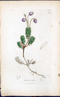 Antique Old Print Menziesia Carulea Smith Sowerby 1847 British Plants Botany