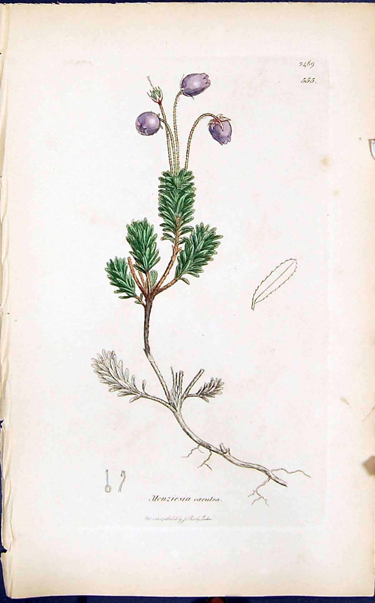 Antique Old Print Menziesia Carulea Smith Sowerby 1847 British Plants Botany