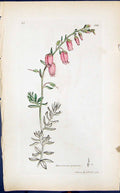 Antique Print Menziesia Polifolia Smith Sowerby 1847 British Plants Botany 19th
