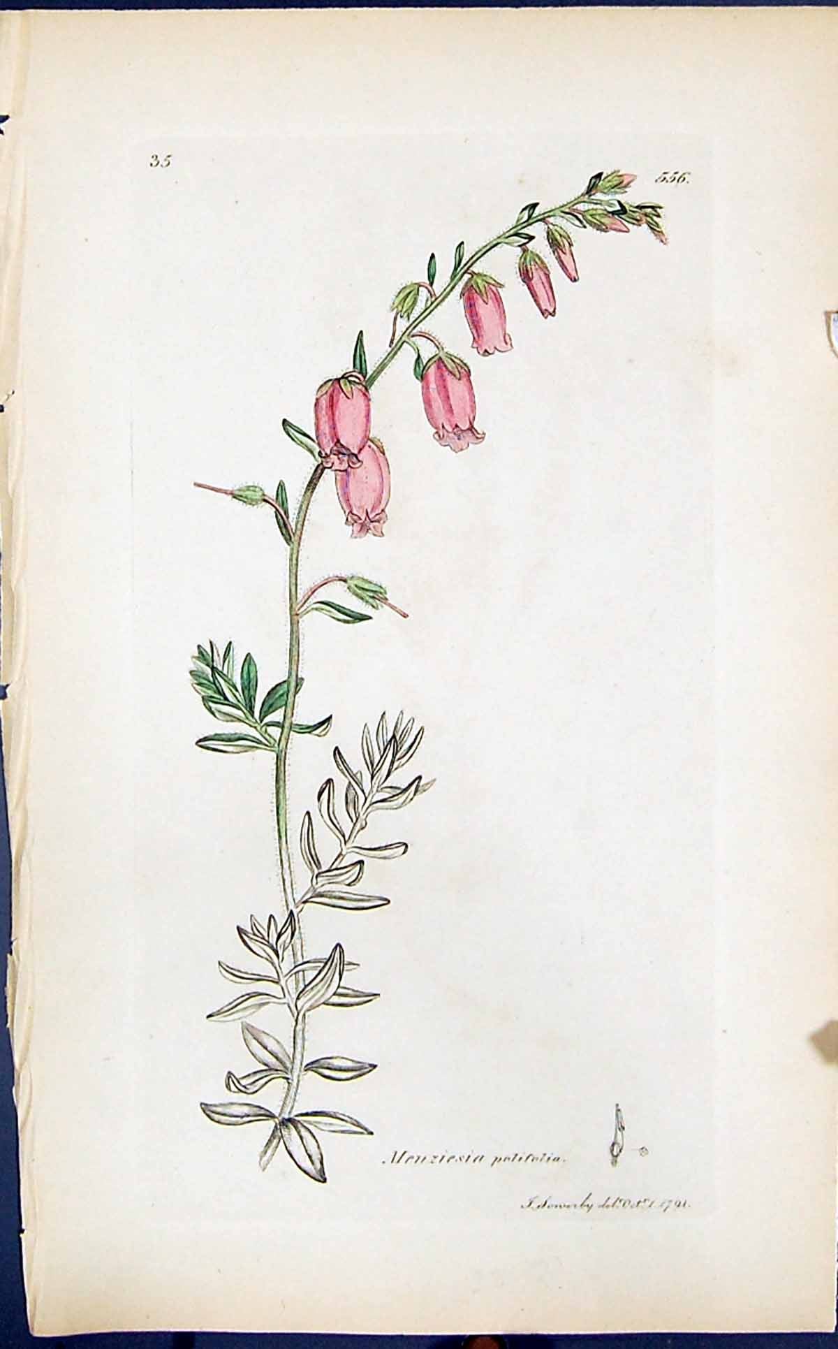 Antique Print Menziesia Polifolia Smith Sowerby 1847 British Plants Botany 19th