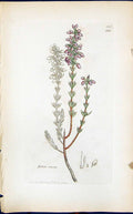 Old Print Erica Cinerea Colour Smith Sowerby 1847 British Plants Botany 19th
