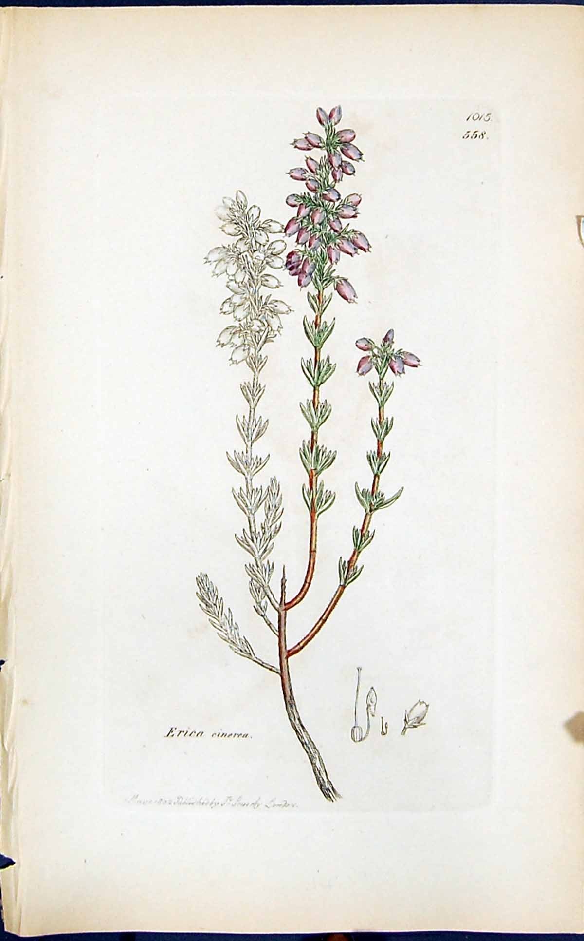 Old Print Erica Cinerea Colour Smith Sowerby 1847 British Plants Botany 19th