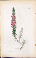 Antique Print Erica Vagans Colour Smith Sowerby 1847 British Plants Botany