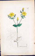 Antique Old Print Chlora Perfoliata Smith Sowerby 1847 British Plants Botany