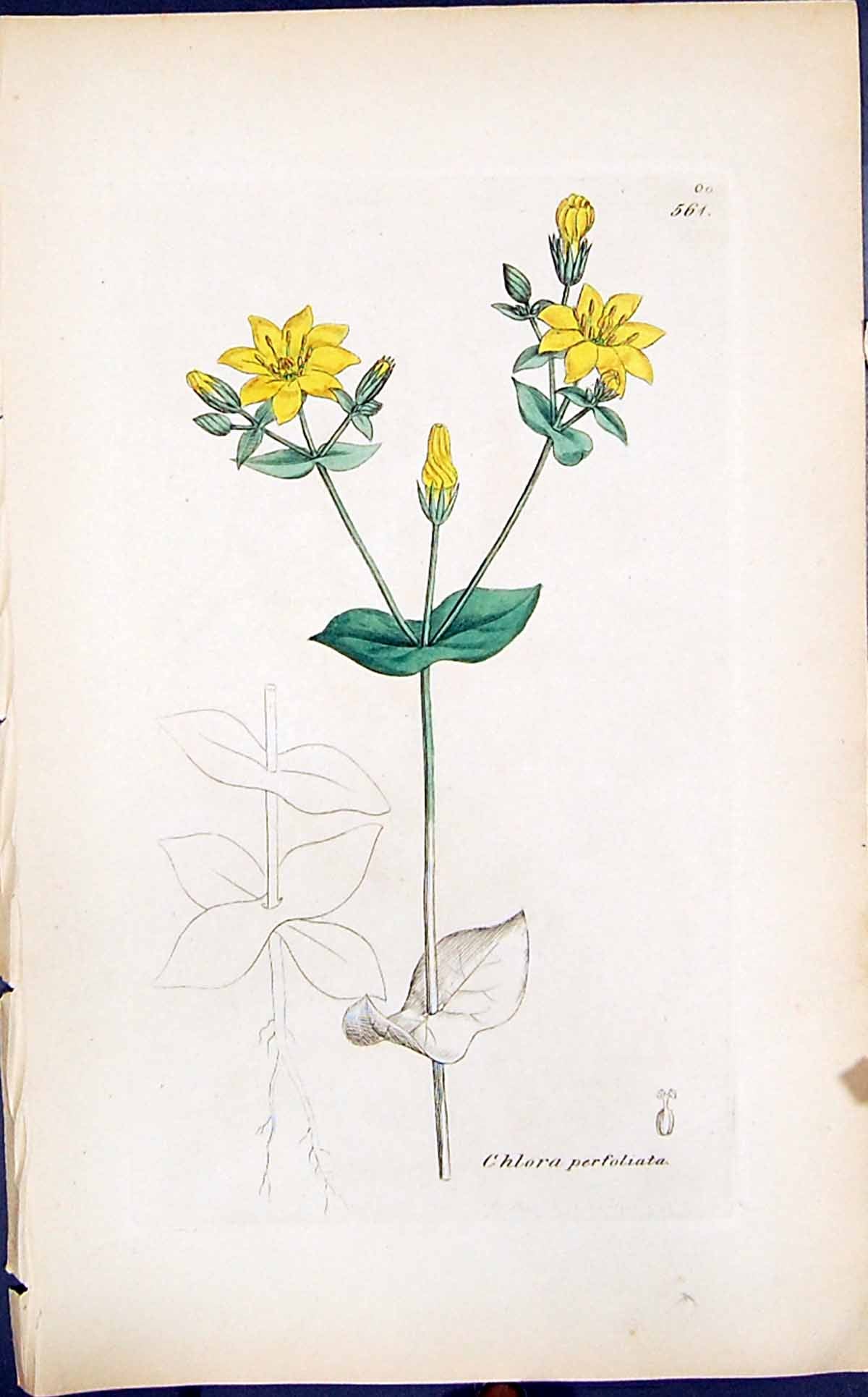 Antique Old Print Chlora Perfoliata Smith Sowerby 1847 British Plants Botany