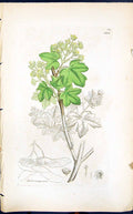 Old Print Acer Campestre Colour Smith Sowerby 1847 British Plants Botany 19th