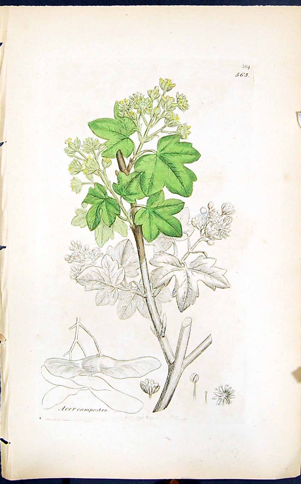 Old Print Acer Campestre Colour Smith Sowerby 1847 British Plants Botany 19th
