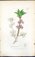Old Print Daphne Mezereum Colour Smith Sowerby 1847 British Plants Botany 19th