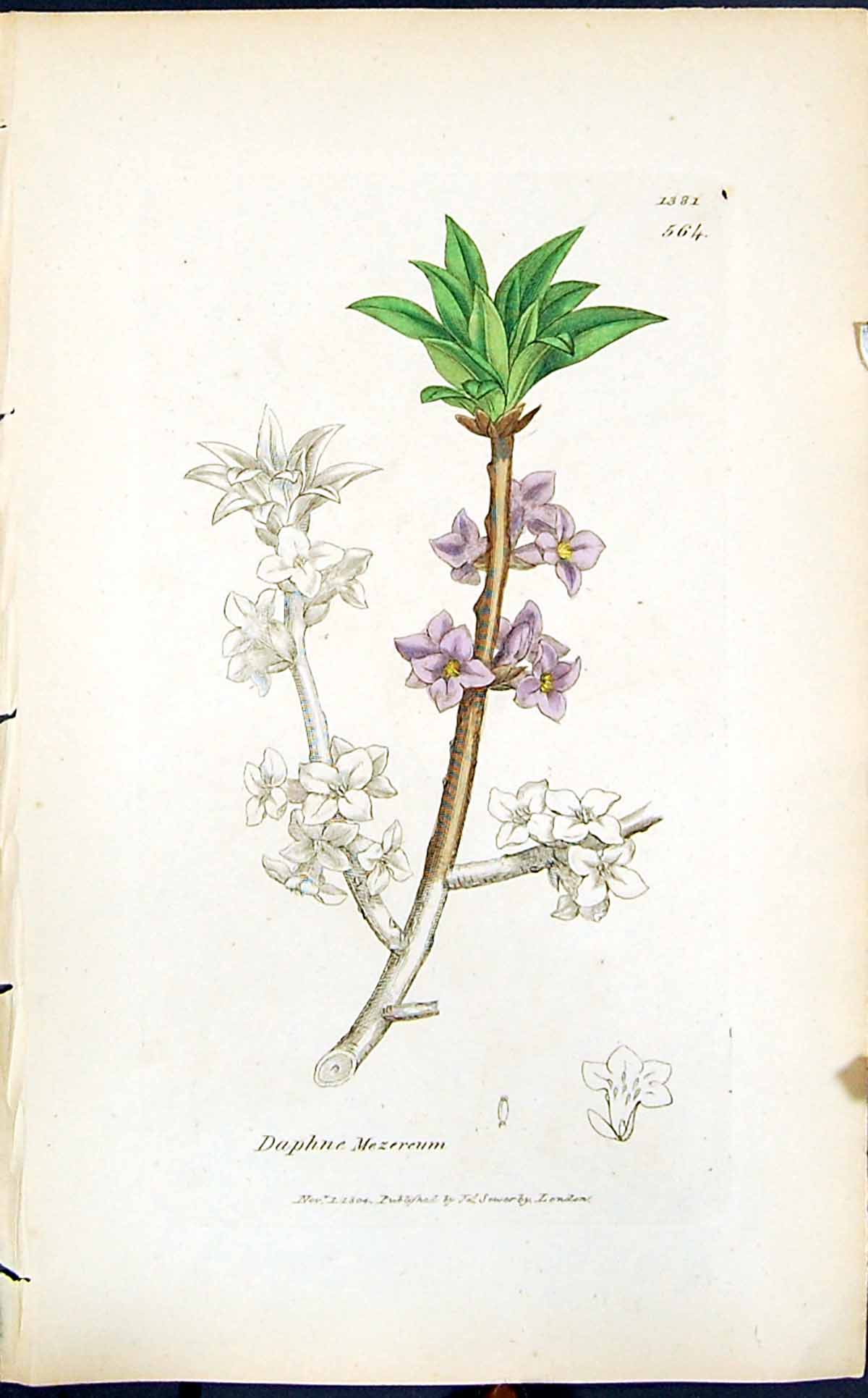 Old Print Daphne Mezereum Colour Smith Sowerby 1847 British Plants Botany 19th