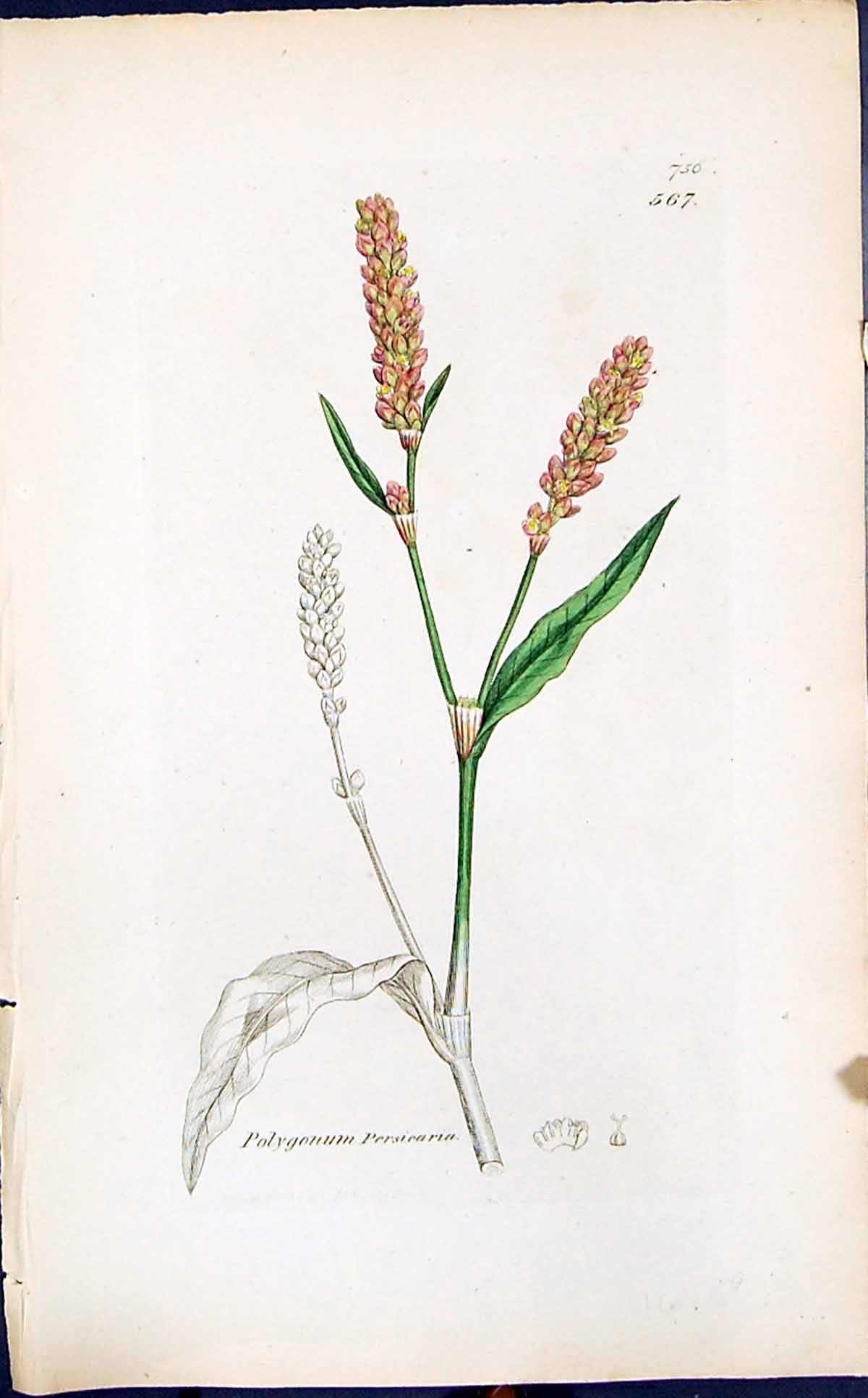 Antique Print Polygonum Persicaria Smith Sowerby 1847 British Plants Botany