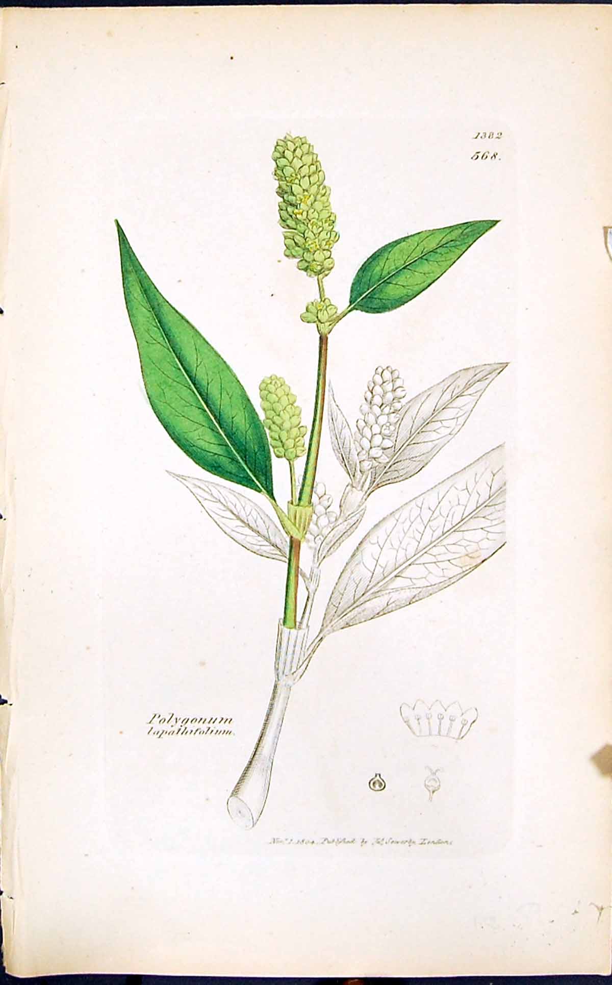 Old Polygonum Lapathifolium Smith Sowerby 1847 British Plants Botany Victorian