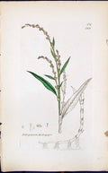 Antique Print Polygonum Hydropiper Smith Sowerby 1847 British Plants Botany