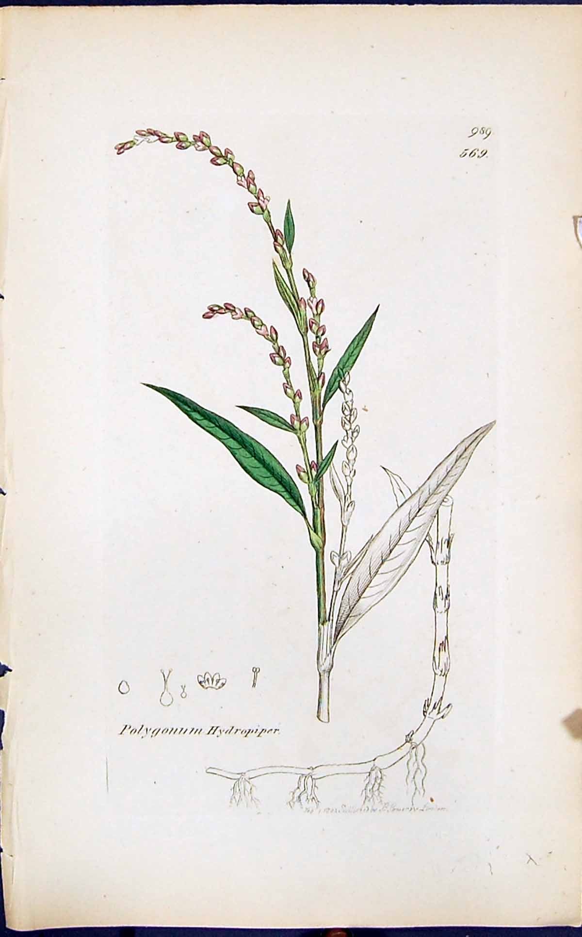 Antique Print Polygonum Hydropiper Smith Sowerby 1847 British Plants Botany