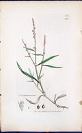 Old Print Polygonum Minus Colour Smith Sowerby 1847 British Plants Botany 19th