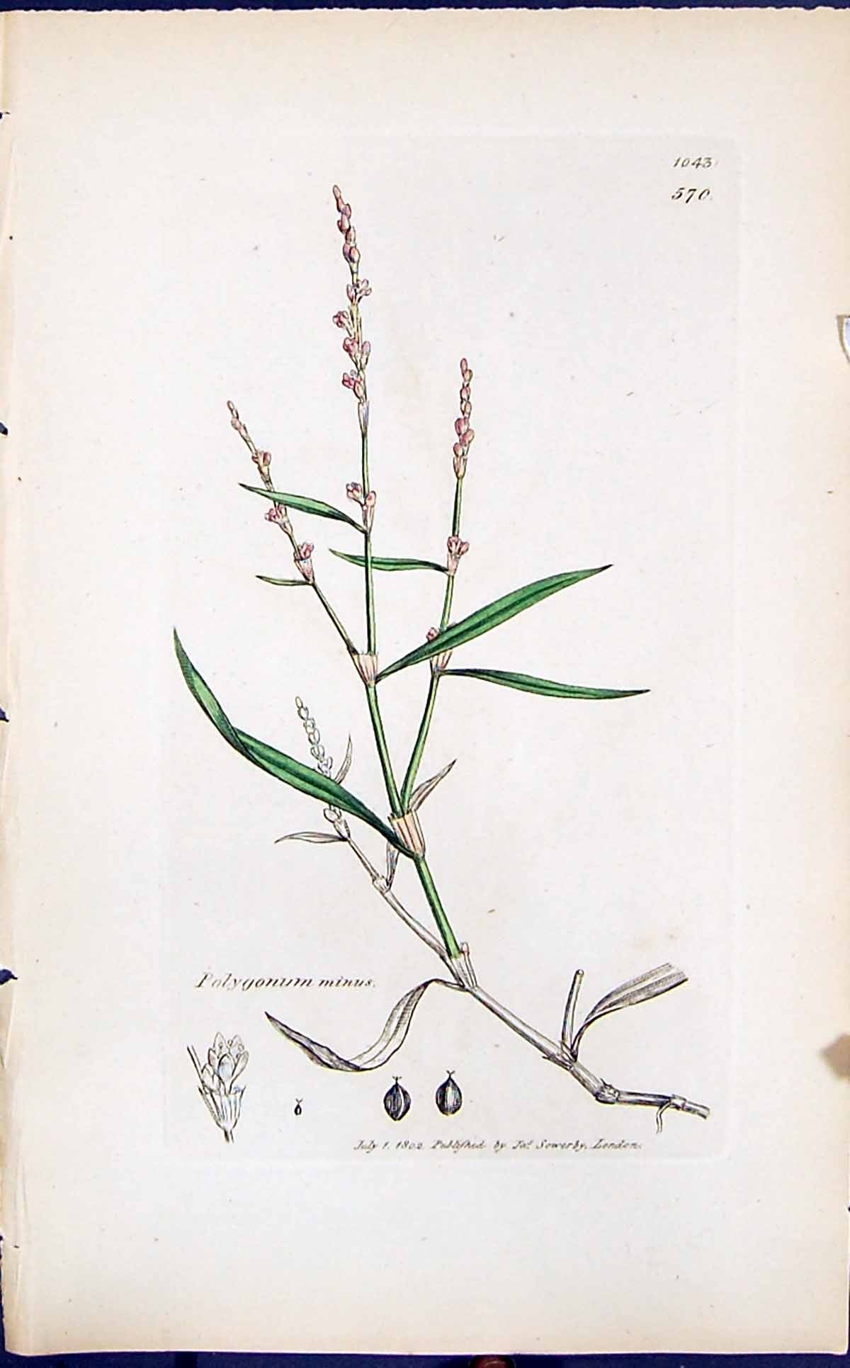 Old Print Polygonum Minus Colour Smith Sowerby 1847 British Plants Botany 19th