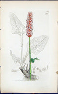 Antique Old Print Polygonum Bistorta Smith Sowerby 1847 British Plants Botany