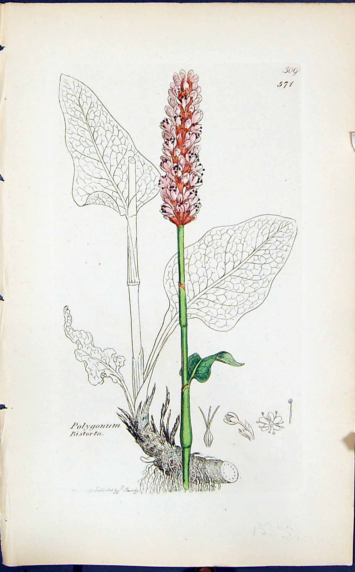 Antique Old Print Polygonum Bistorta Smith Sowerby 1847 British Plants Botany
